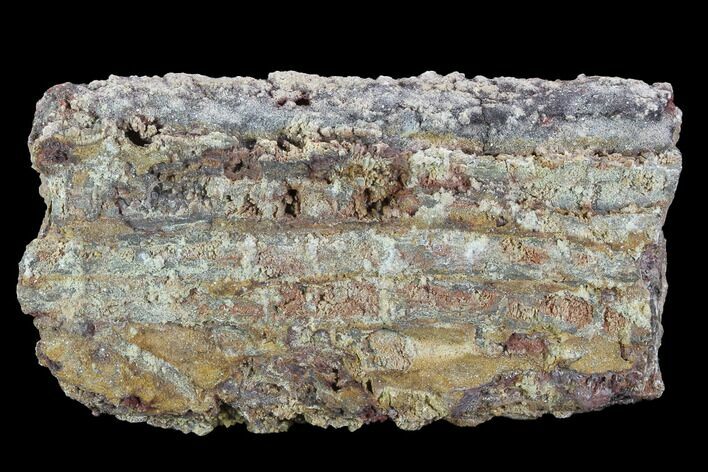 Devonian Petrified Wood (Callixylon) Section - Oldest True Wood #91781